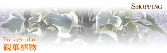 アレンジ・花束・スタンド花・観葉植物・胡蝶蘭　名古屋市中区　| フラワー 花時 |