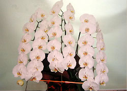 胡蝶蘭の画像